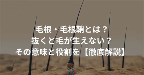 毛根・毛根鞘とは？抜くと毛が生えない？その意味と。